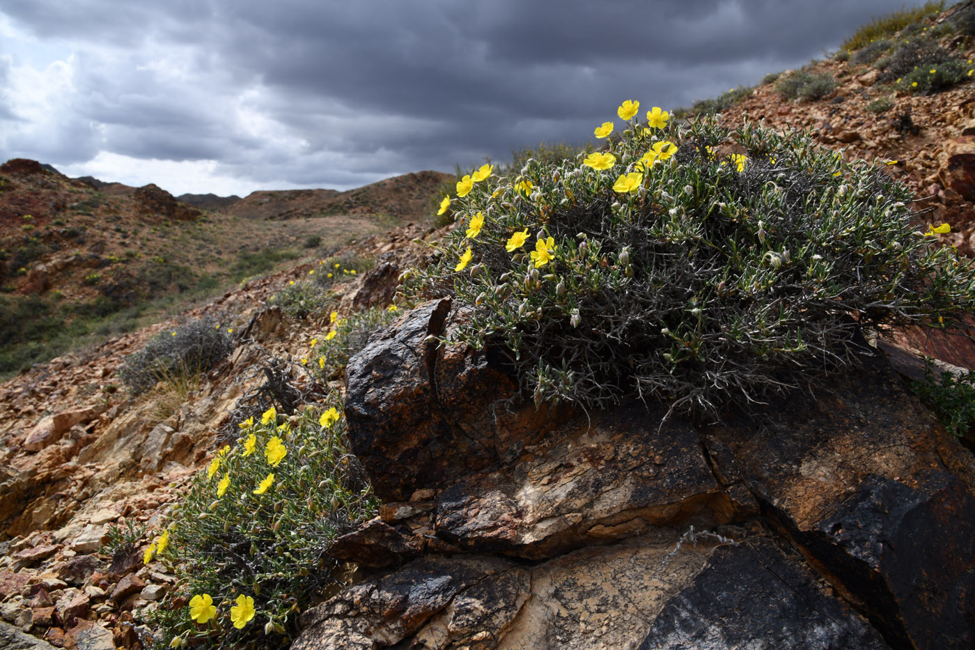 Изображение особи Helianthemum songaricum.