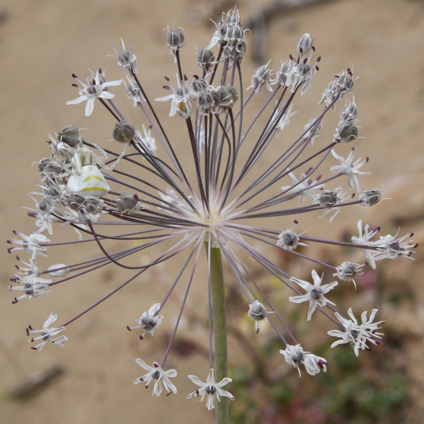 Изображение особи Allium subscabrum.