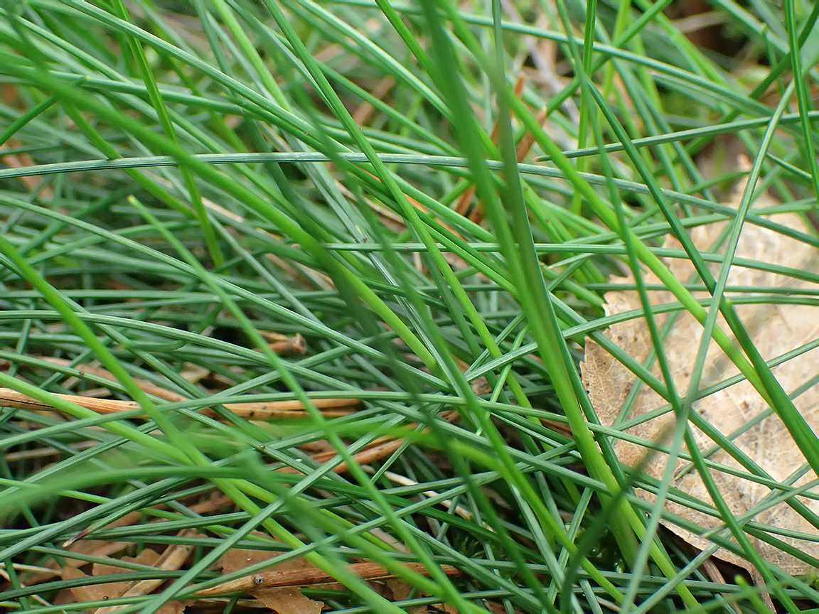 Изображение особи Eriophorum vaginatum.