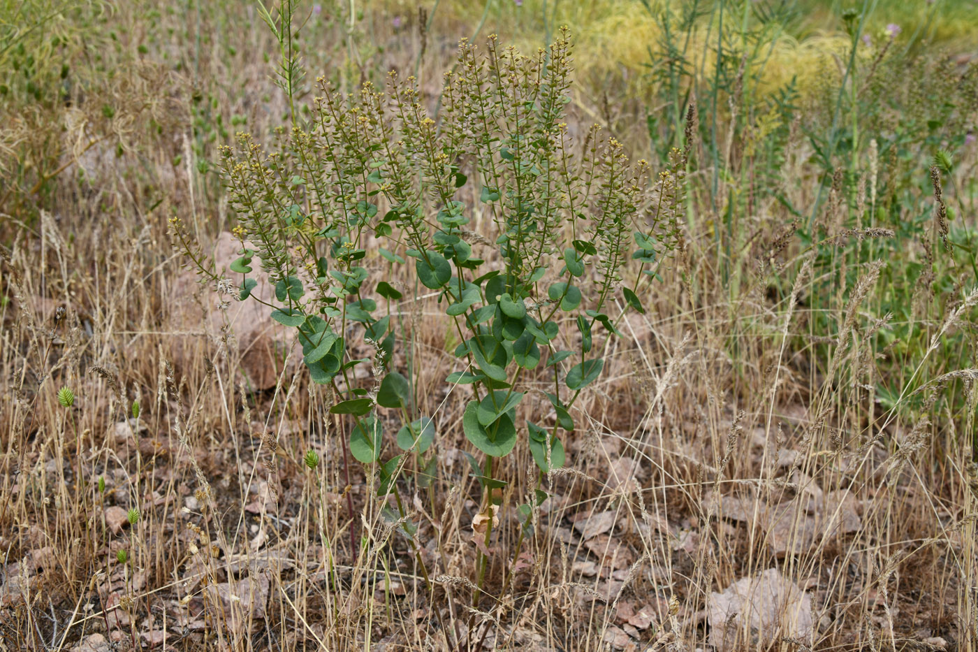 Изображение особи Lepidium perfoliatum.