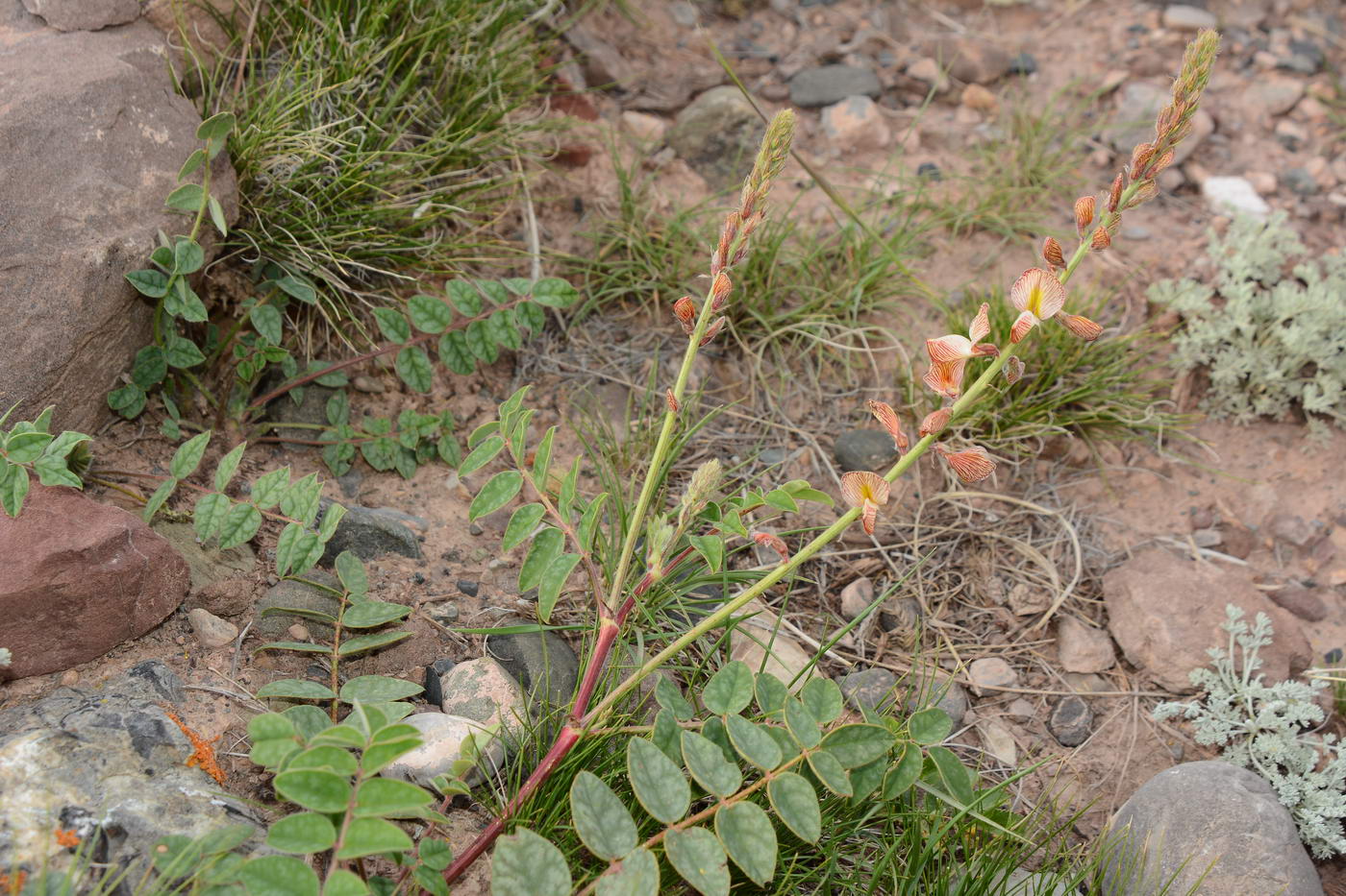 Image of Onobrychis chorassanica specimen.