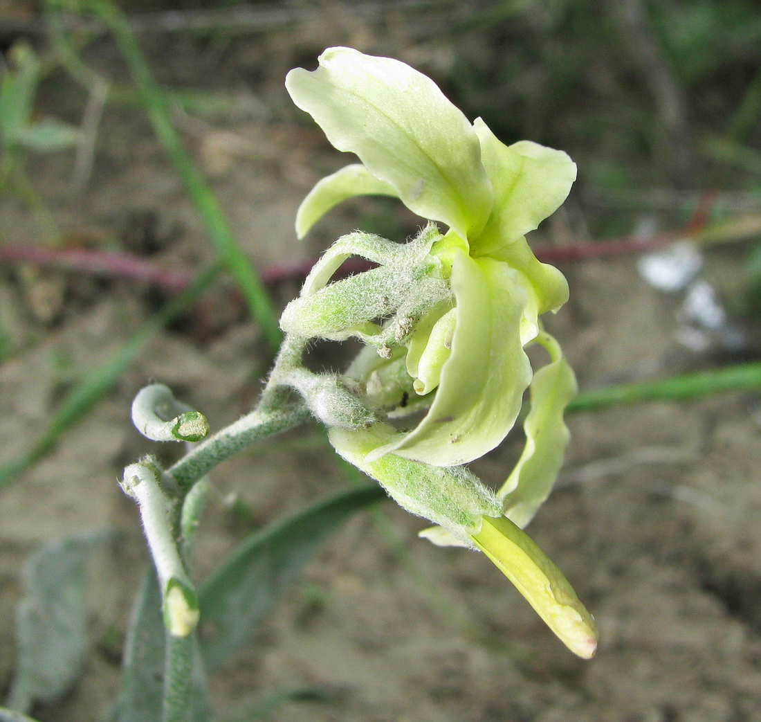 Image of Matthiola odoratissima specimen.