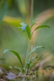 Silene nutans. Нижняя часть цветущего растения. Воронежская обл., Воронежский заповедник, смешанный лес. 11.07.2024.