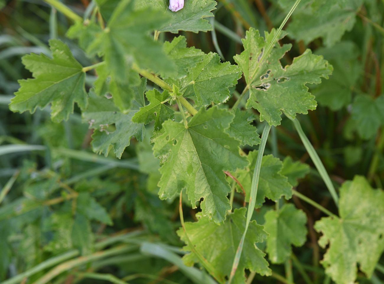 Image of Malva thuringiaca specimen.