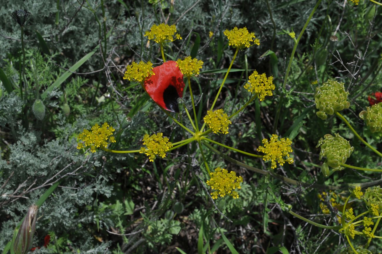 Изображение особи семейство Apiaceae.