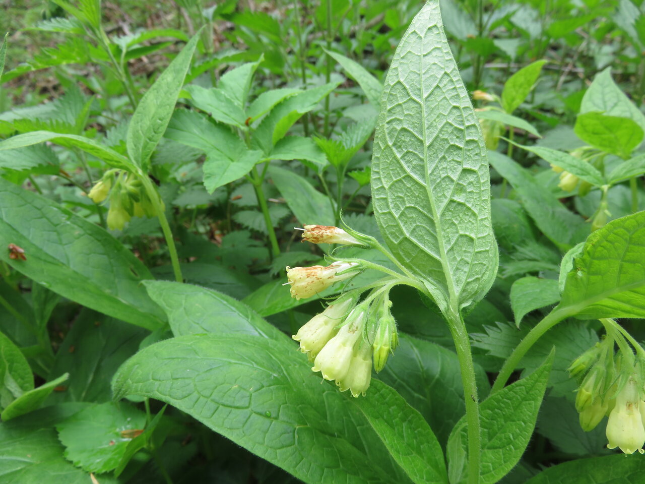 Изображение особи Symphytum tuberosum.