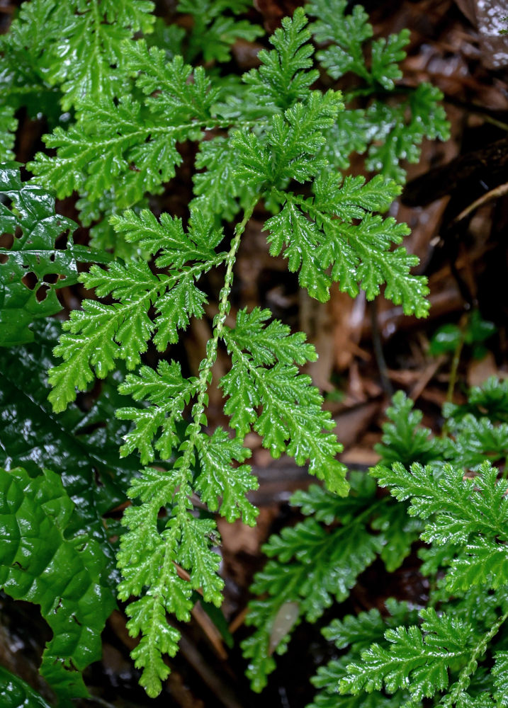 Image of Selaginella braunii specimen.