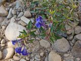 Scutellaria scordiifolia. Побег цветущего и плодоносящего растения. Хабаровский край, г. Комсомольск-на-Амуре, обочина грунтовой дороги. 24.09.2024.