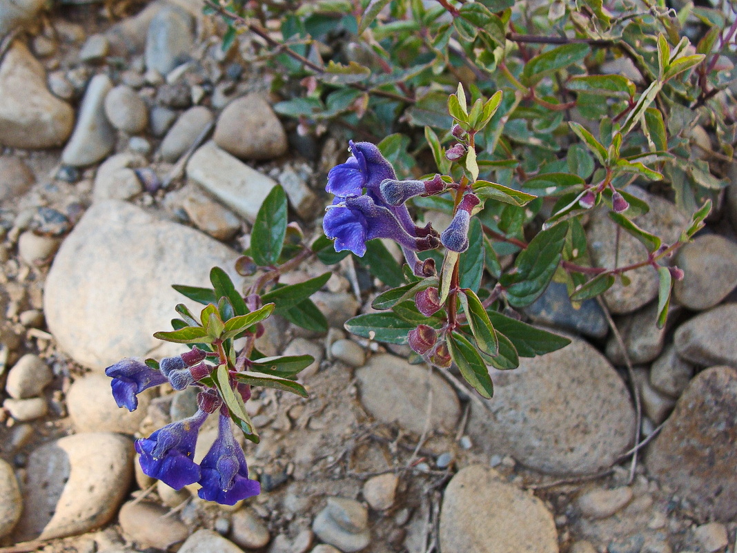 Изображение особи Scutellaria scordiifolia.