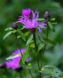 Centaurea phrygia. Верхушки побегов с соцветиями. Вологодская обл., Сокольский р-н, Оларевская гряда, опушка смешанного леса. 13.07.2024.