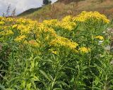 Senecio sarracenicus