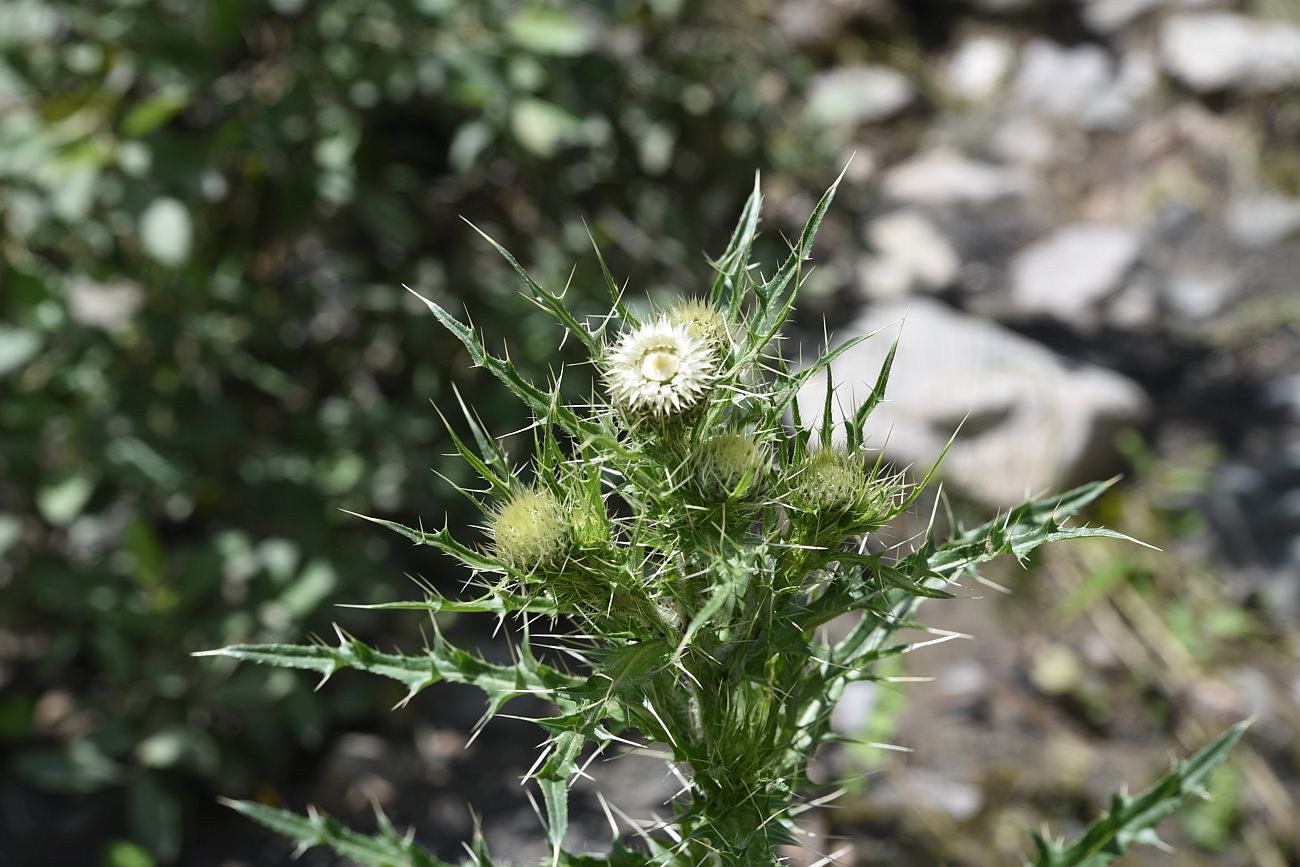 Image of Cirsium echinus specimen.