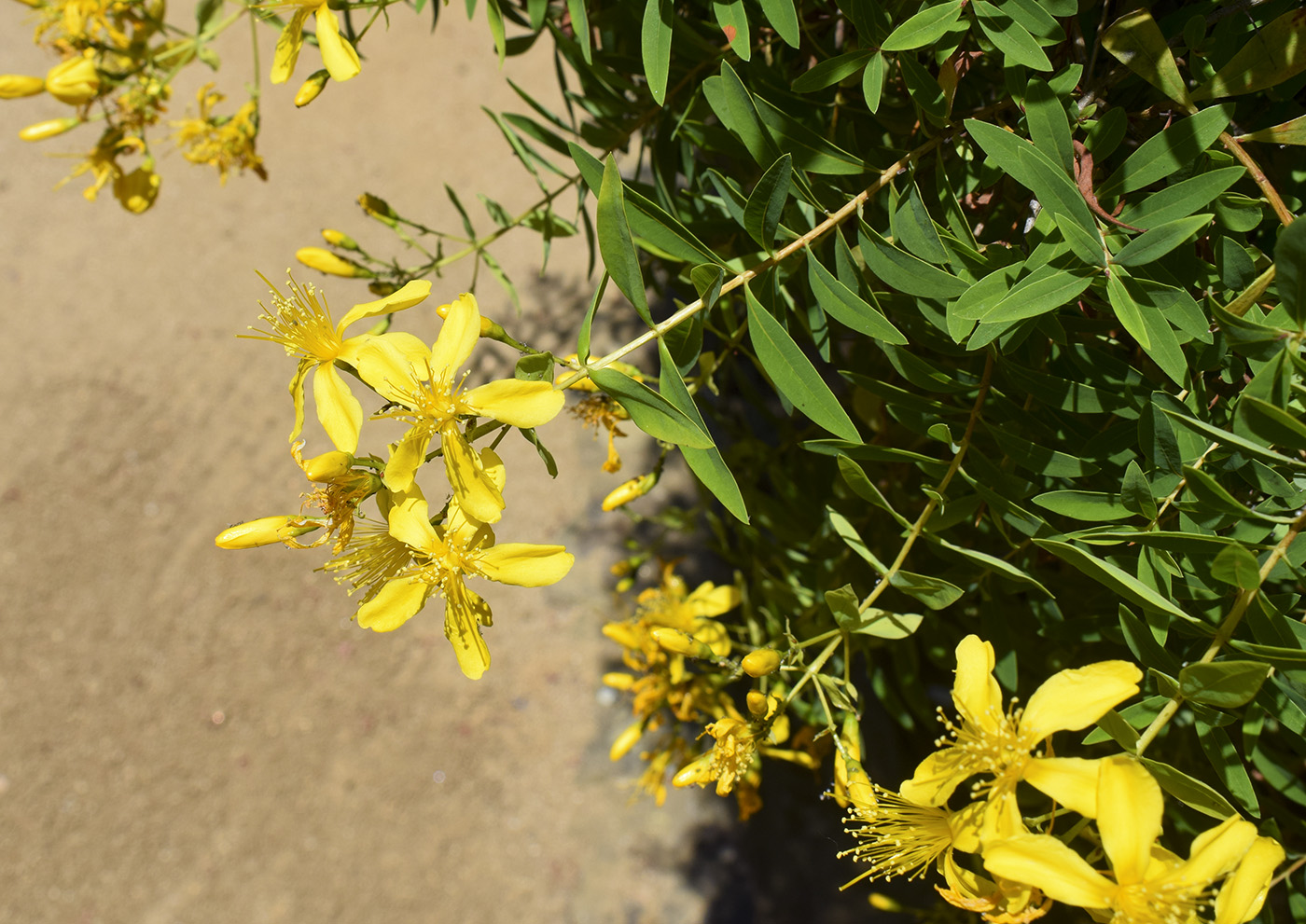 Image of Hypericum canariense specimen.