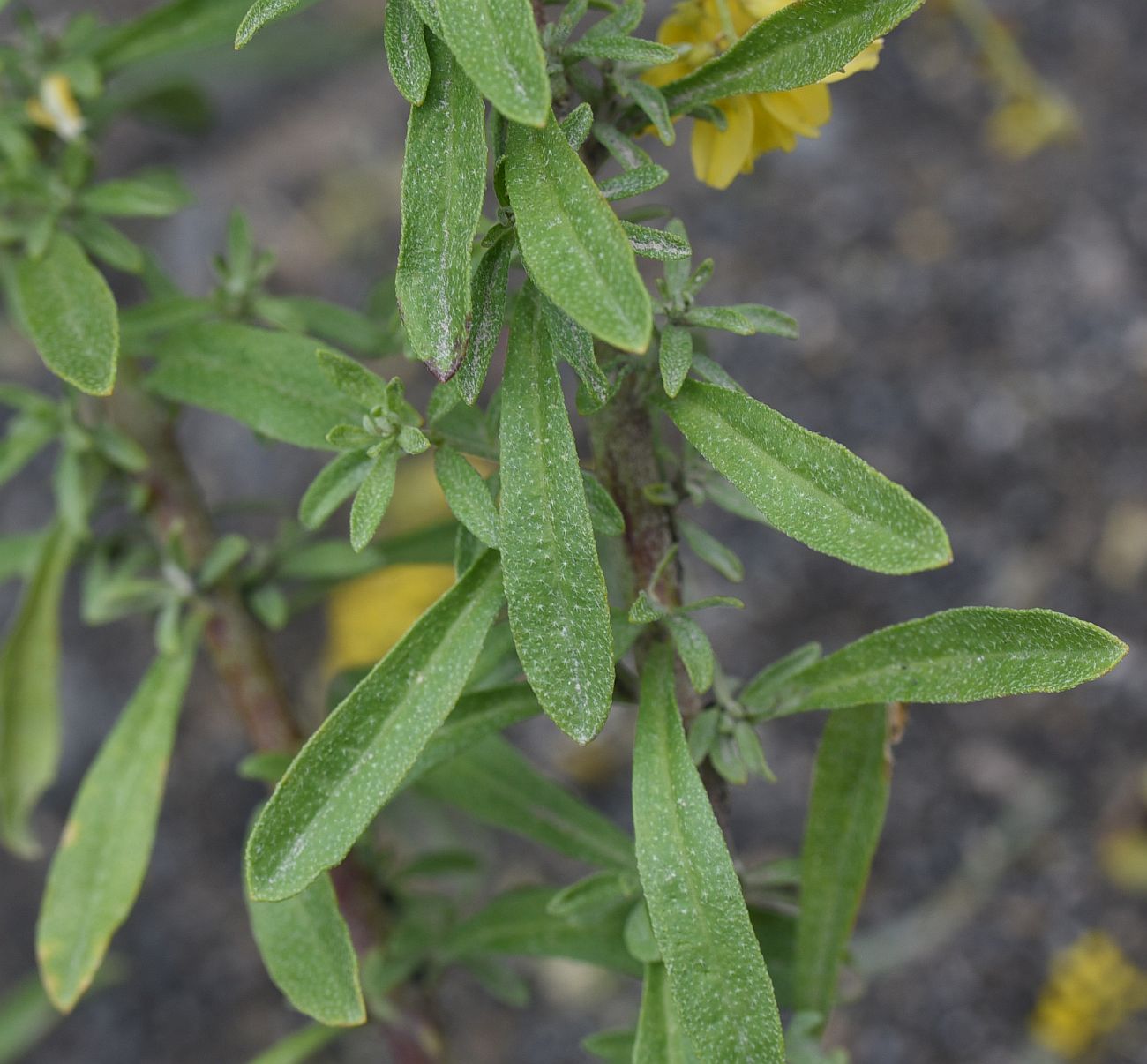 Image of Odontarrhena muralis specimen.