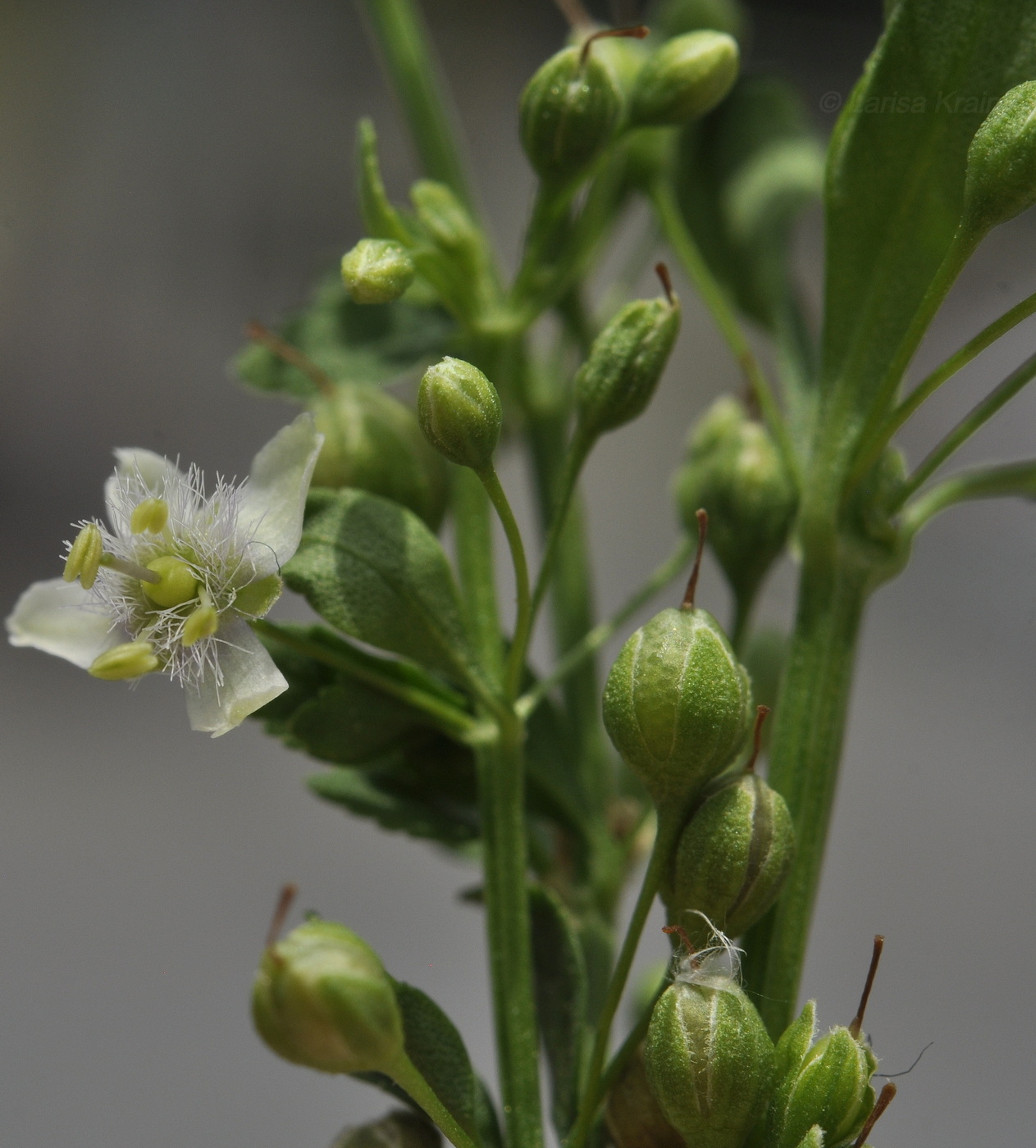 Image of Scoparia dulcis specimen.