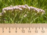 Achillea millefolium