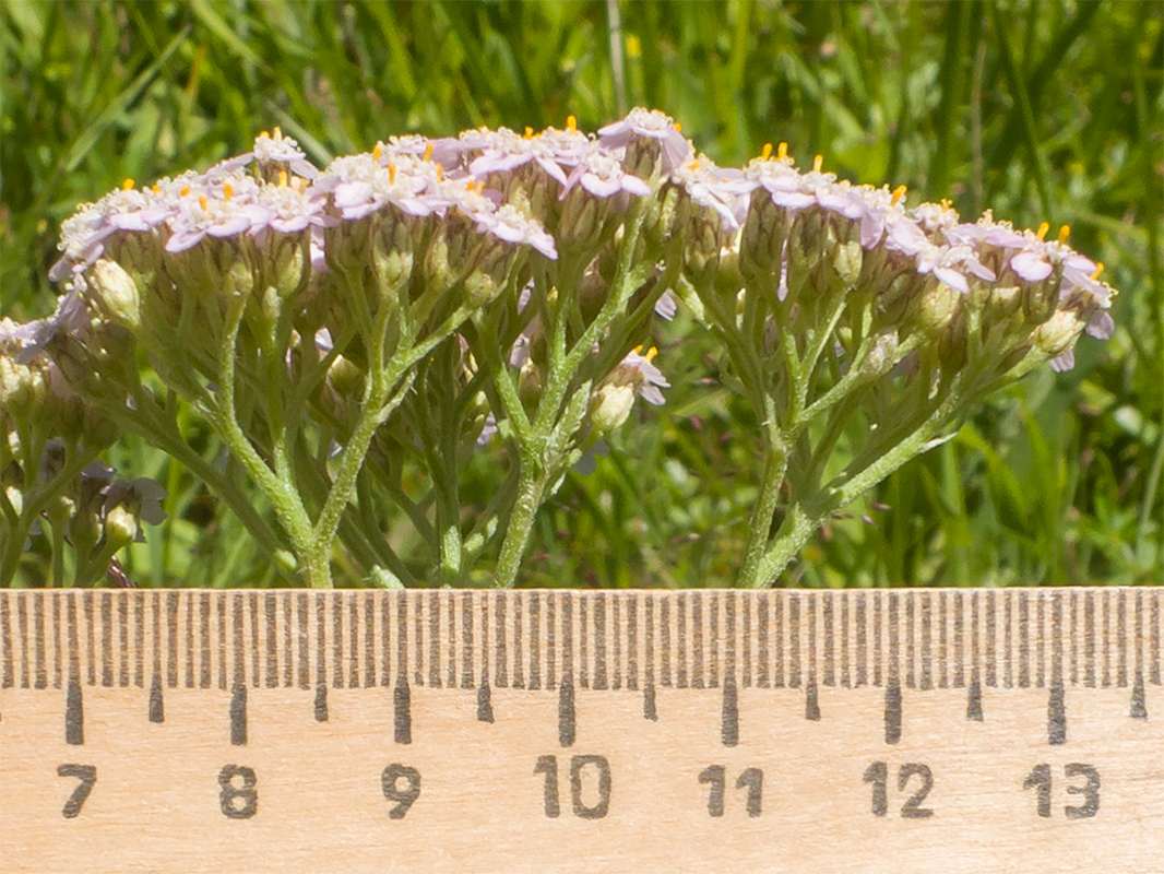 Image of Achillea millefolium specimen.