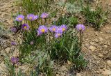 Aster serpentimontanus