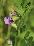 Vicia sativa. Верхушка цветущего побега с притаившимися мухами и муравьём. Беларусь, Витебская обл., пос. Езерище, огород, засеянная виково-горчичной сидератной травосмесью гряда. 14.07.2024.