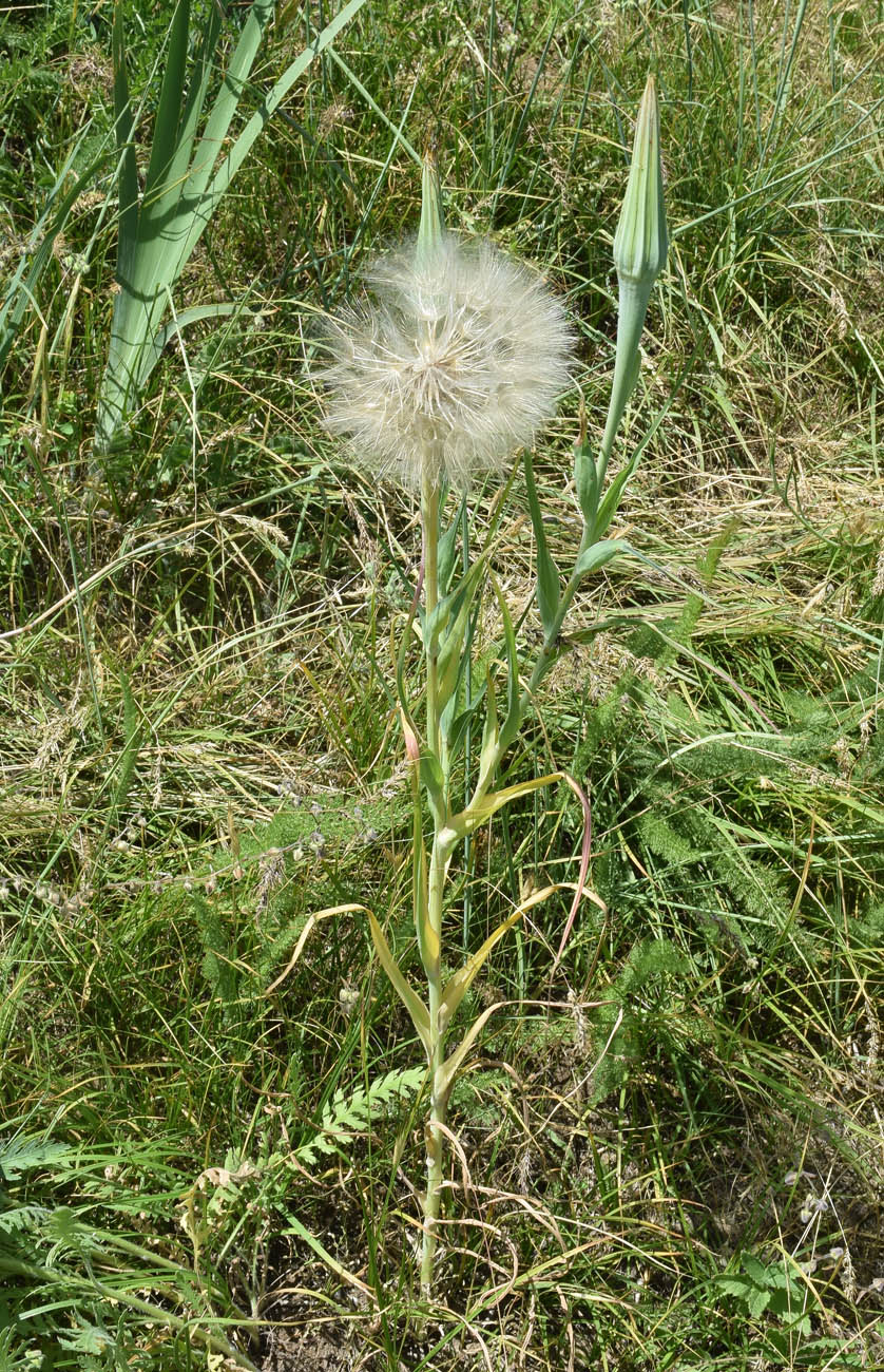 Изображение особи Tragopogon capitatus.