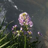 Cardamine seidlitziana