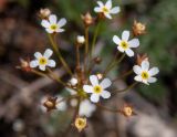 View full-size image Androsace septentrionalis