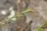 View full-size image Carex halleriana