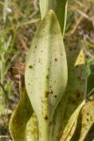 Смотреть изображение семейство Orchidaceae