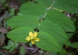 View full-size image Hypericum androsaemum