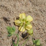Смотреть изображение Potentilla incana