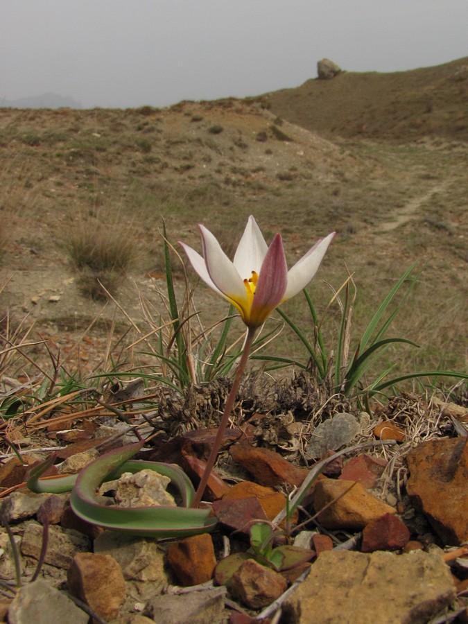 Image of Tulipa biflora specimen.