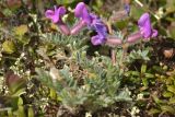 View full-size image Oxytropis pumilio
