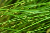 View full-size image Carex remota