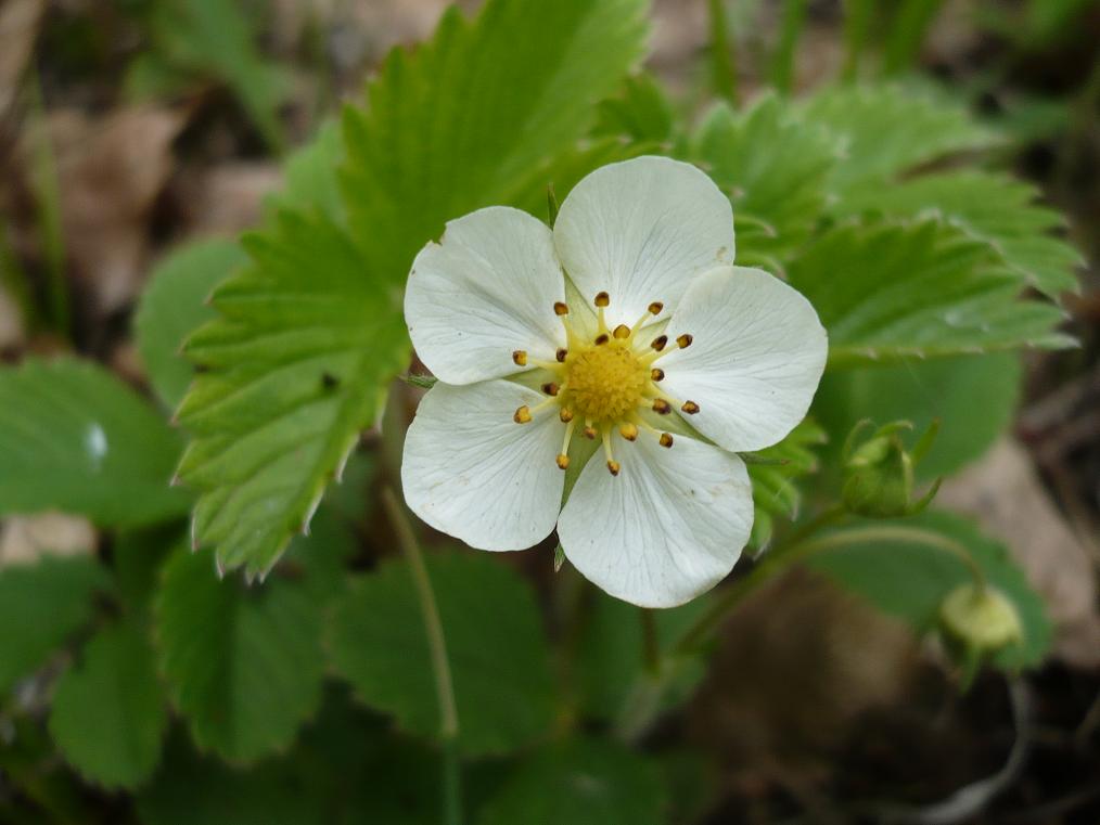 Изображение особи Fragaria viridis.