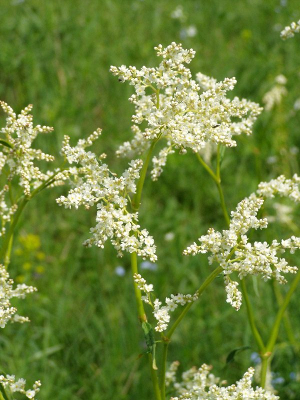 Изображение особи Aconogonon alpinum.