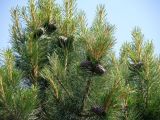Pinus sibirica. Ветви с шишками. Окр. Томска, дачный участок. 19 июня 2011 г.