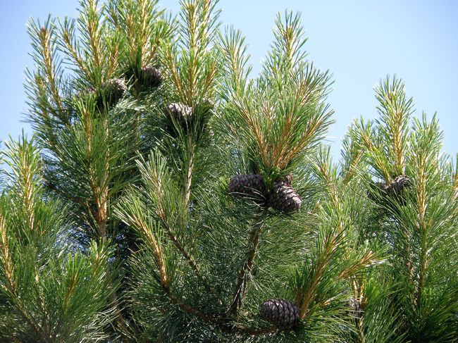 Изображение особи Pinus sibirica.