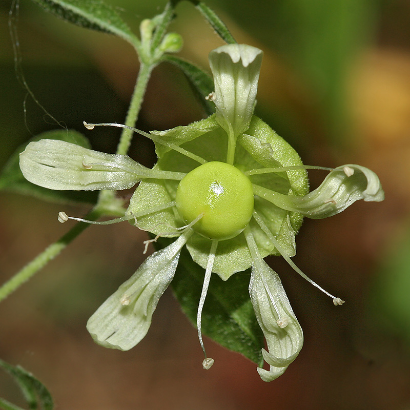 Image of Cucubalus baccifer specimen.