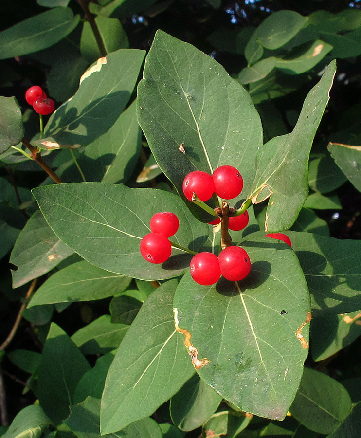 Image of Lonicera tatarica specimen.