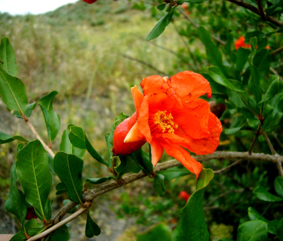 Image of Punica granatum specimen.