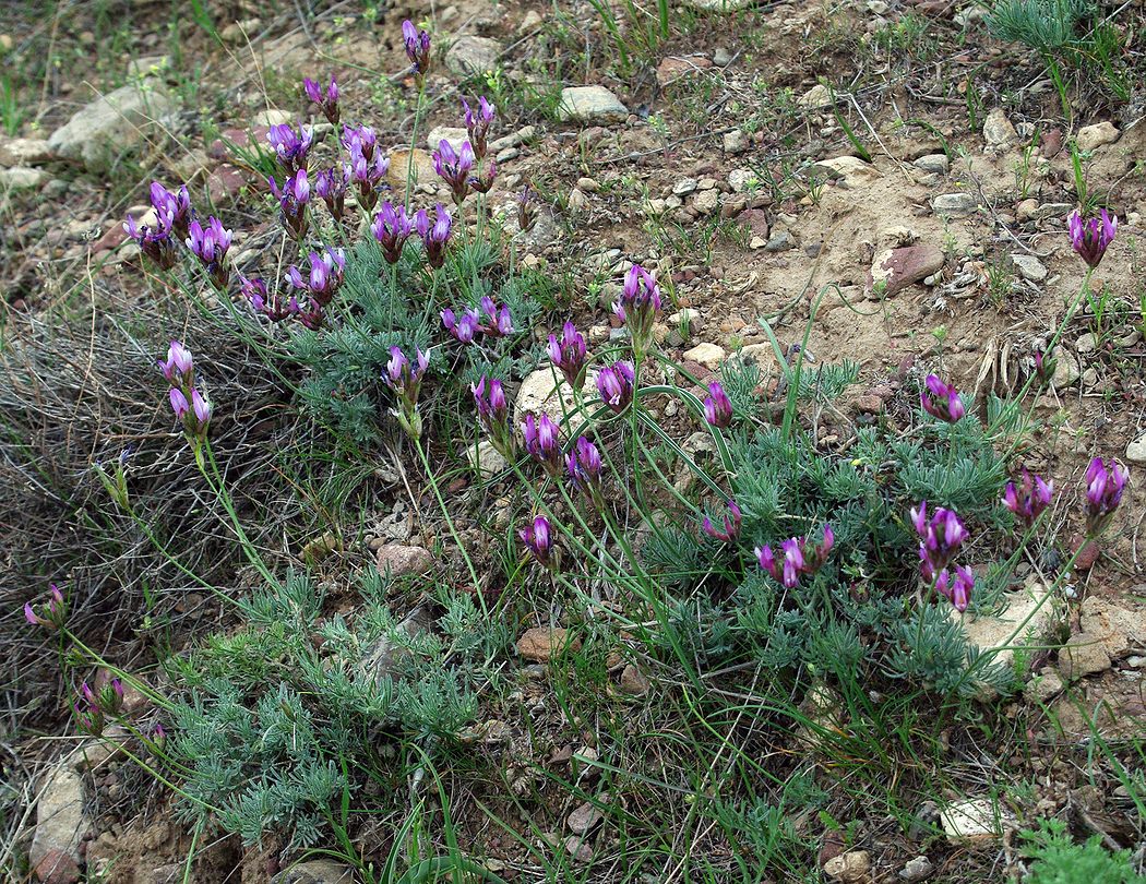 Image of Astragalus falcigerus specimen.