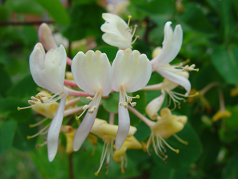 Изображение особи Lonicera caprifolium.