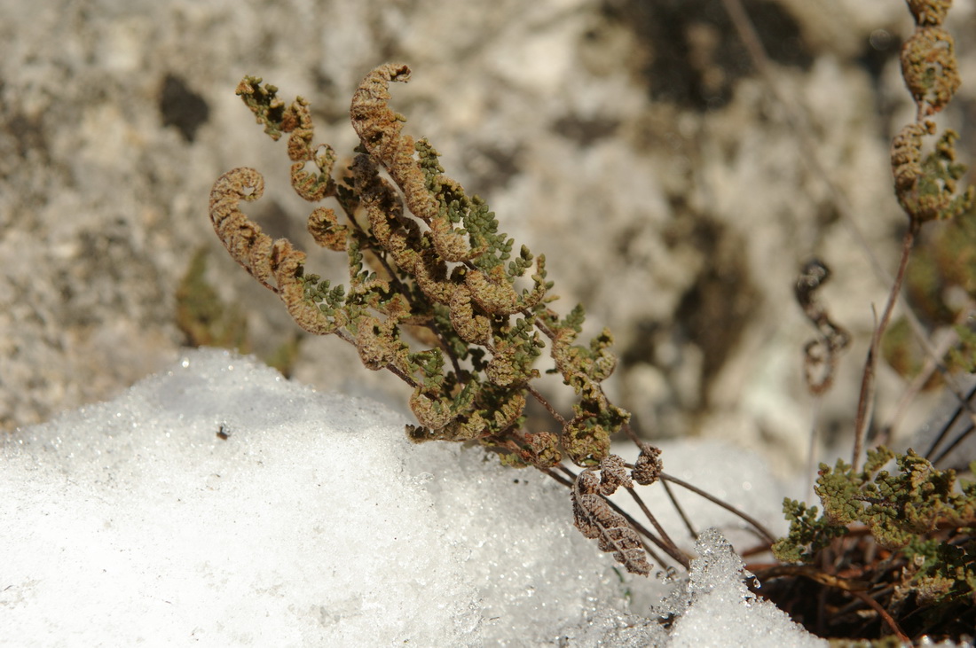 Image of Oeosporangium persicum specimen.