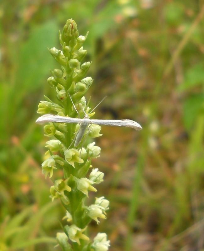 Изображение особи Pseudorchis albida.