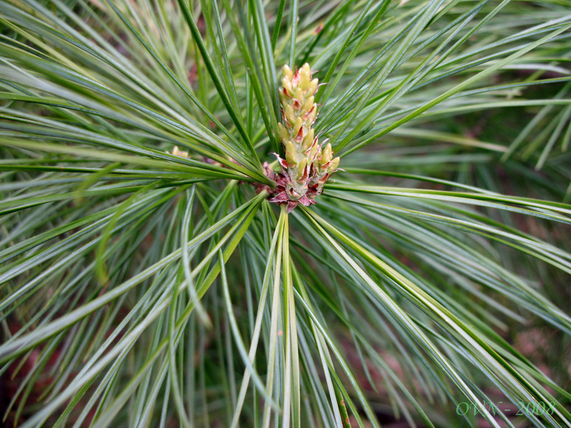 Image of Pinus koraiensis specimen.