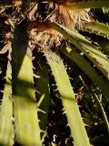Chamaerops humilis. Часть ствола с основаниями черешков листьев. Сочи, дендрарий. 05.03.2009.