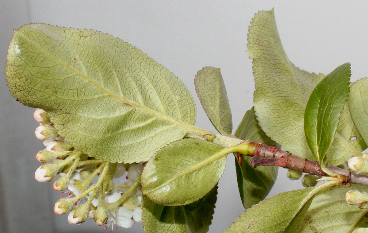 Image of Aronia melanocarpa specimen.