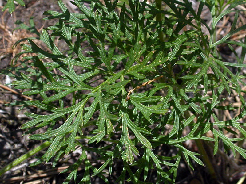 Image of Pulsatilla pratensis specimen.