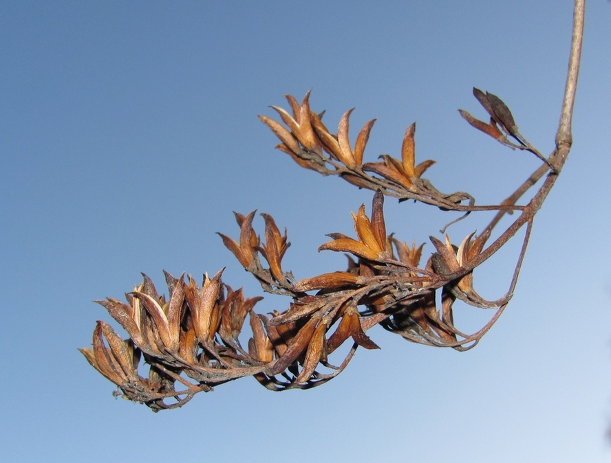 Image of Syringa vulgaris specimen.