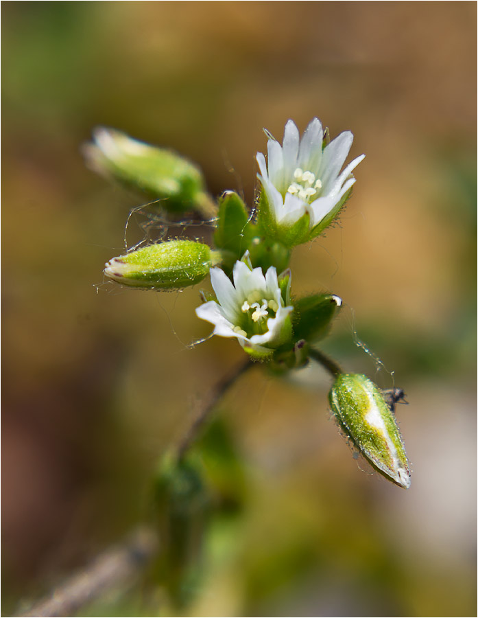 Изображение особи Cerastium holosteoides.